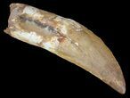 Carcharodontosaurus Tooth - Partially Rooted #62892-1